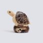Tartaruga Galapagos